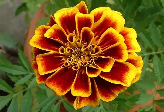 Marigold